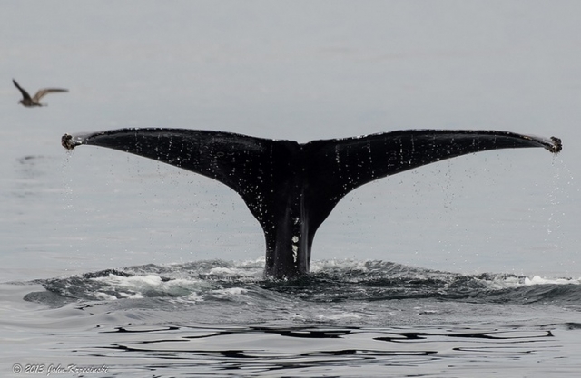  excursions d'observation des baleines 